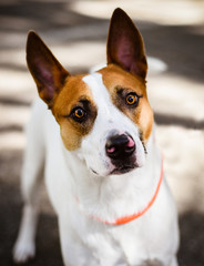 Brown and white mix rescue dog with pointy ears standing outside