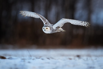 Low angle photo of flying beautiful Snowy owl Bubo scandiacus. Magic white owl with black spots and...