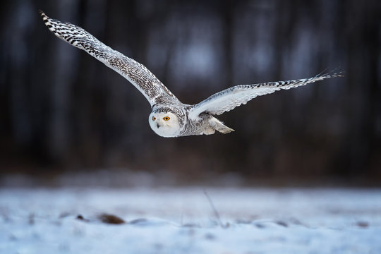 Beautiful Snowy owl Bubo scandiacus, magic white owl with black spots and bright yellow eyes flying in winter countryside covered on snow against blurred birch forest in background. Low angle photo.