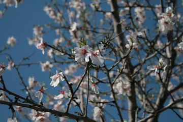 Flores de primavera en árbol 