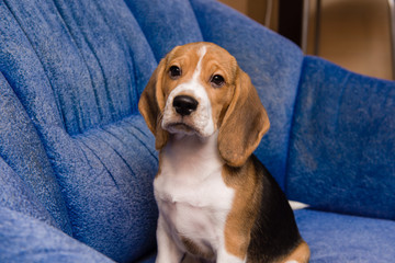 Portrait of noble beagle pet at home interior