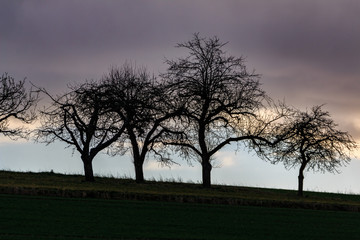 Baumreihe im Winter am Horizont