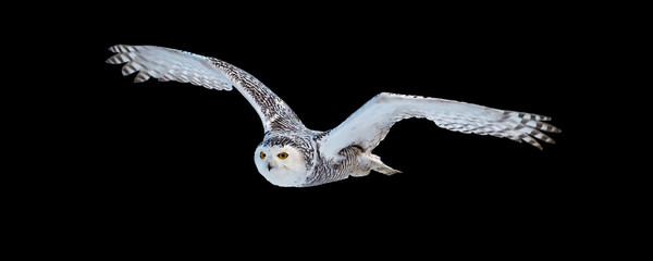 Isolated on black background, flying beautiful Snowy owl Bubo scandiacus. Magic white owl with black spots and bright yellow eyes flying with fully outstretched wings. Symbol of arctic wildlife.