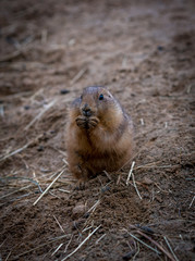 prairie dog