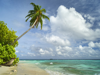 beautiful inclines palm on the sand beach near the emerald water on Maldives island with area for text