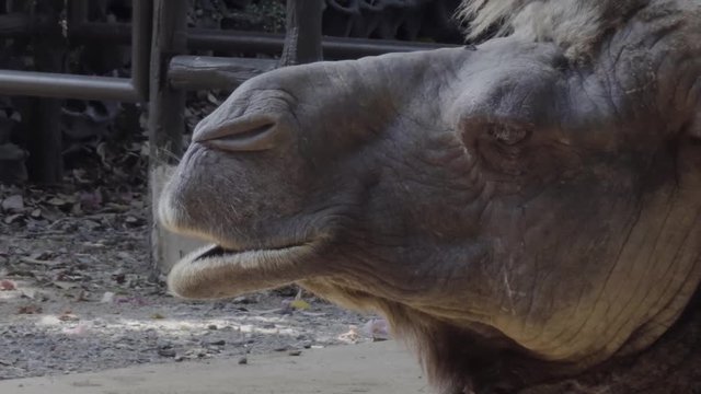 Close up of Older Camel smiling in 4K(UHD)