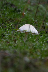 Raindrops and Mushrooms