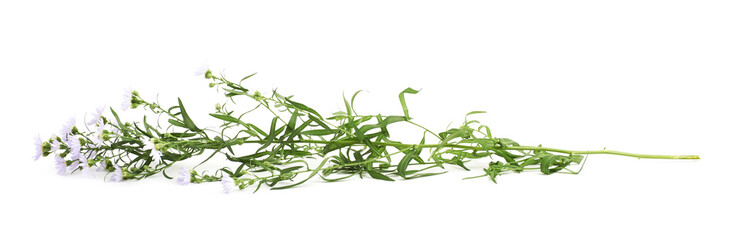 Wild violet flower isolated