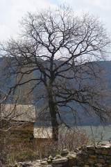 Landscape with tree and ancient monastery 