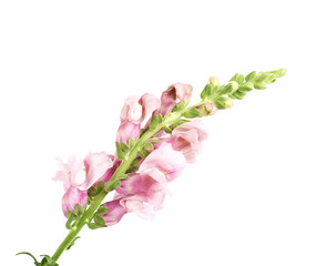 Fototapeta na wymiar Pink flower isolated