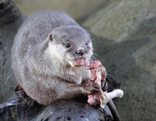 Otter