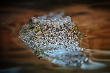 Crocodile