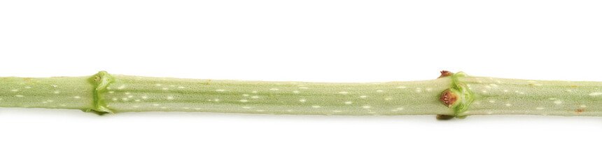 Close-up fragment of a stem