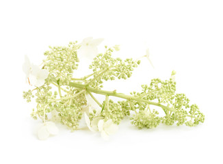 Decorational flower branch isolated