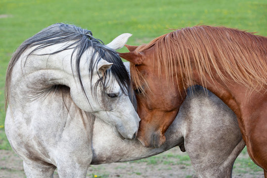 Portrait of two nice arabian horses