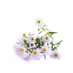 Chamomile daisy flower isolated