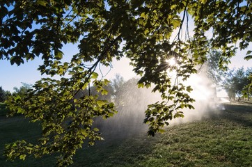 Obraz na płótnie Canvas Sun rays behind the leaves in the park.