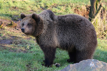 Obraz na płótnie Canvas European Brown Bear