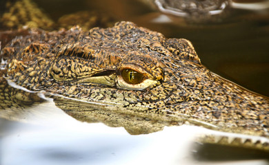 Crocodile