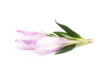 Fototapeta na wymiar Violet flower bud isolated