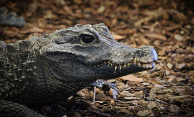 Obraz premium Crocodile