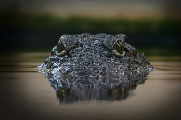 Crocodile - 188974483