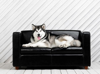 Portrait of a Alaskan Malamute dog on a black couch. Husky