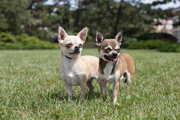 Portrait of two nice chihuahua dog