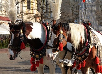 Naklejka na ściany i meble cab-horses and cab in Krakow