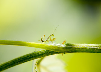 Larva of the mantis. Nymph mantis, Growing insect.
