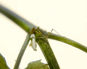 Larva of the mantis. Nymph mantis, Growing insect.