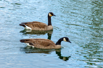 Canadian Geese swimming on river