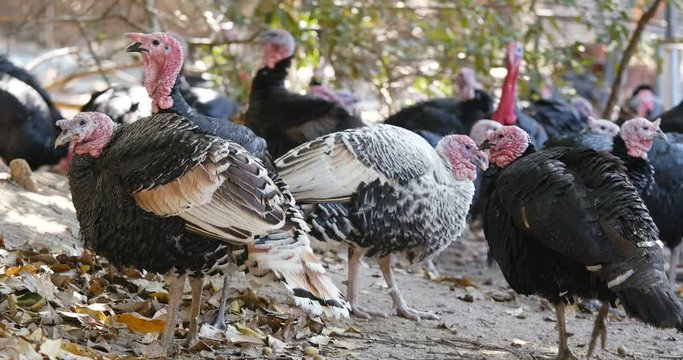 Turkey farm at outdoor