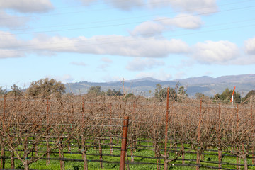 Fototapeta na wymiar California vineyards in winter with mountains and cloudy sky