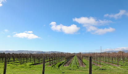 Fototapeta na wymiar California vineyards with winter sky