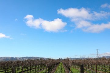 Fototapeta na wymiar Winter sky above California vineyards