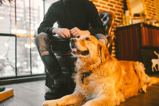 adult dog a golden retriever,abrador lies next to the owner's legs of a male breeder.In the interior of house on a wooden floor near the window with a Christmas,Christmas decor and boxes with gifts.