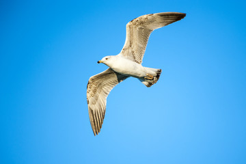 Gabbiano con cielo blu