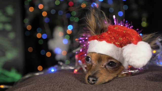 The Toy Terrier is a yellow New Year's dog. A funny dog in a Christmas cap lies and looks around. He falls asleep and wakes up. A background of a fur-tree with shone by lights.