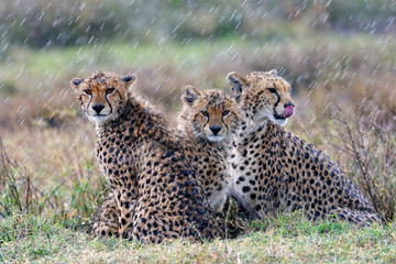 Raining on the cheetah