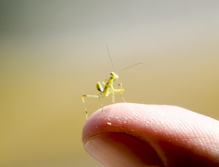 Larva of the mantis. Nymph mantis, Growing insect.