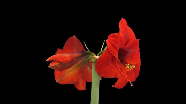 Time-lapse of growing, opening and rotating red amaryllis OLAF Christmas flower 1x3 in UHD 4K PNG+ format with ALPHA transparency channel isolated on black background
