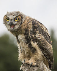 Great Horned Owl Baby