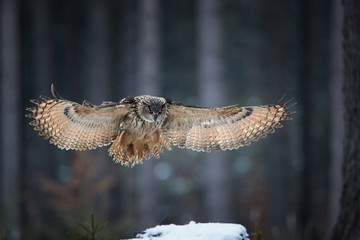 Eagle owl, Bubo bubo, giant owl flying directly at camera with fully outstretched wings, against...