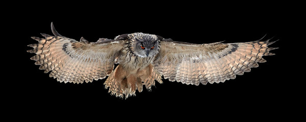 Isolated on black background, Eagle owl, Bubo bubo, giant owl flying directly at camera with fully outstretched wings. Owl with bright orange eyes. Nocturnal bird of prey in back light.