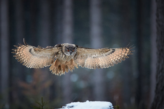 Eagle owl, Bubo bubo, giant owl flying directly at camera with fully outstretched wings, against abstract winter background. Owl with bright orange eyes in european forest. Czech highlands.