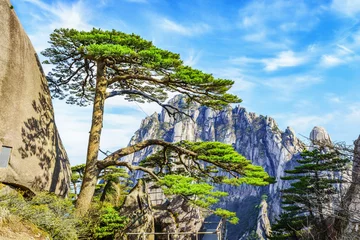 Photo sur Plexiglas Monts Huang Well-known Ying Ke Pine, or Welcoming-Guests Pine (Welcome Pine), which is thought to be more than 1500 years old. Located in Huangshan Mountain(Yellow Mountains).