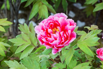 Pink peony
