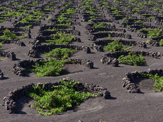 famous vineyards of La Geria on volcanic soil Lanzarote Island Spain