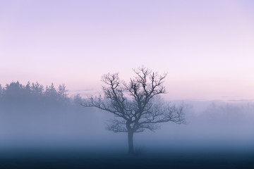 Fototapeta na wymiar Foggy Tree